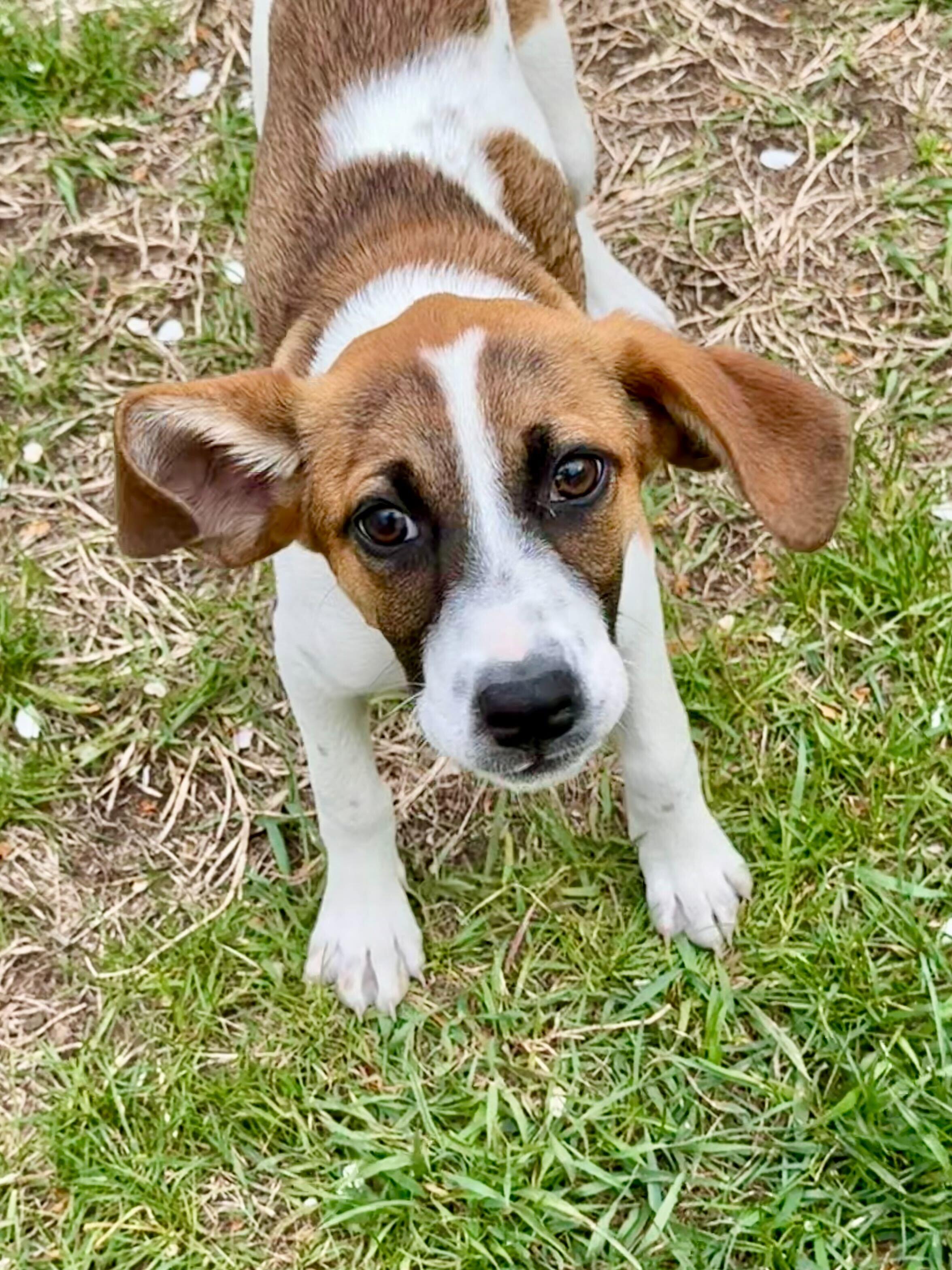 Enlarge Zinnia, a ADOPTABLE mixed breed in Uxbridge, MA image 2/3