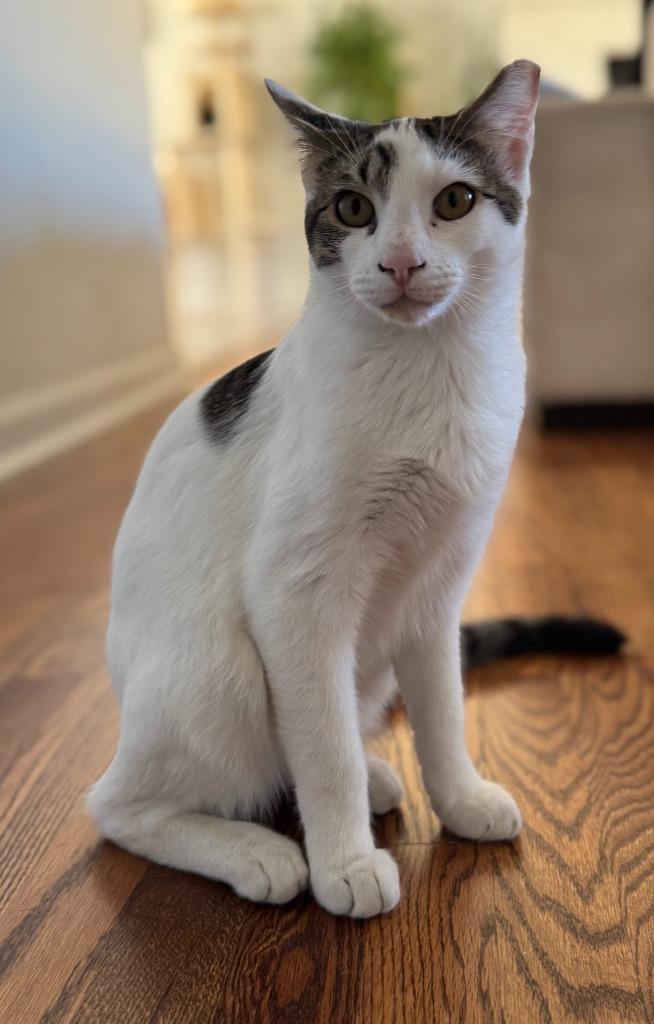 Enlarge Samson, a Adoptable mixed breed in Evans, GA image 2/2