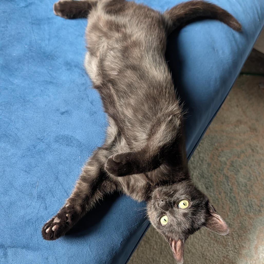 Enlarge Clover  Limon 56048, a Adoptable Domestic Short Hair in Lansing, MI image 1/6