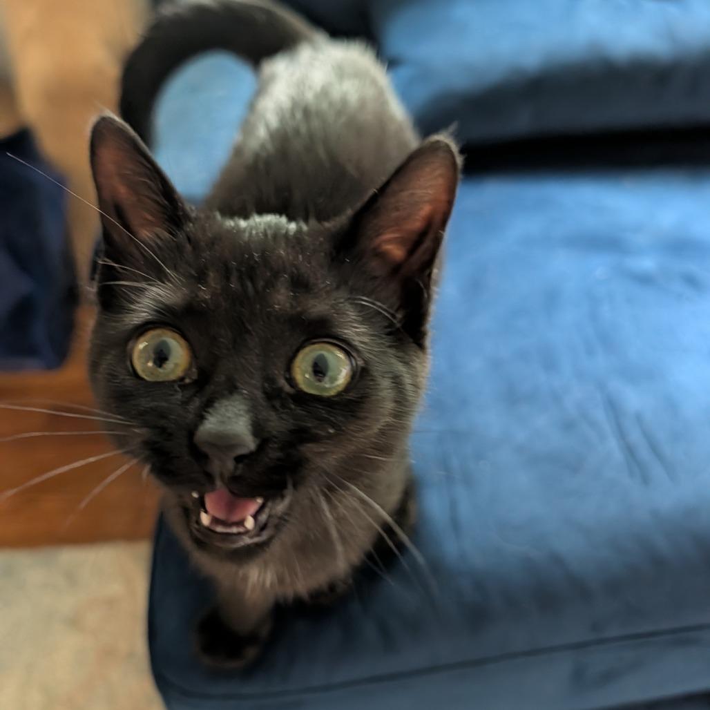 Enlarge Clover  Limon 56048, a Adoptable Domestic Short Hair in Lansing, MI image 2/6