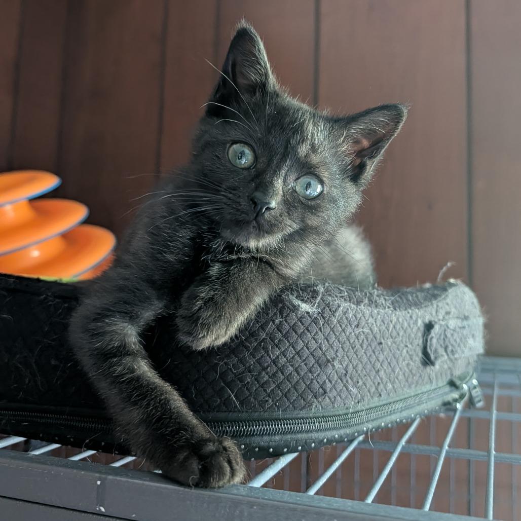Enlarge Clover  Limon 56048, a Adoptable Domestic Short Hair in Lansing, MI image 4/6