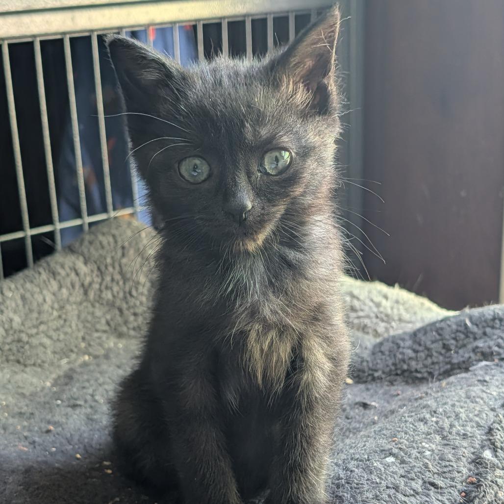 Enlarge Clover  Limon 56048, a Adoptable Domestic Short Hair in Lansing, MI image 5/6