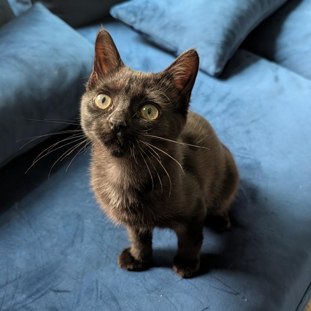 Enlarge Clover  Limon 56048, a Adoptable Domestic Short Hair in Lansing, MI image 3/6