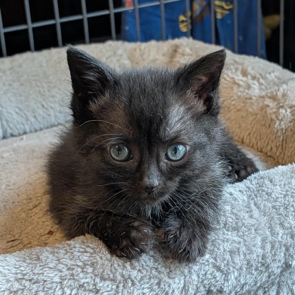 Enlarge Clover  Limon 56048, a Adoptable Domestic Short Hair in Lansing, MI image 6/6