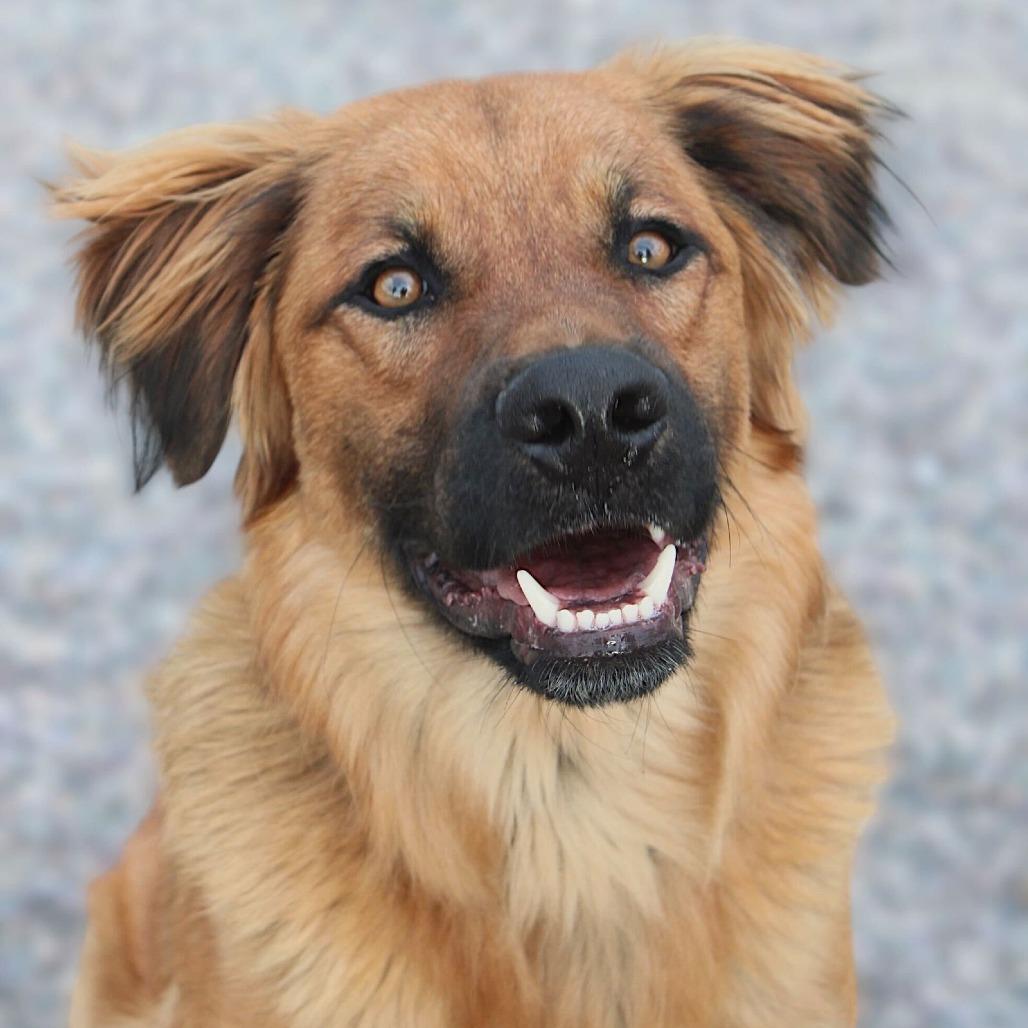 Enlarge Rudy, a Adoptable mixed breed in San Diego, CA image 1/6