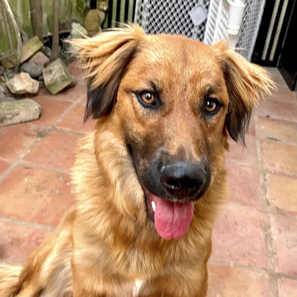 Enlarge Rudy, a Adoptable mixed breed in San Diego, CA image 2/6