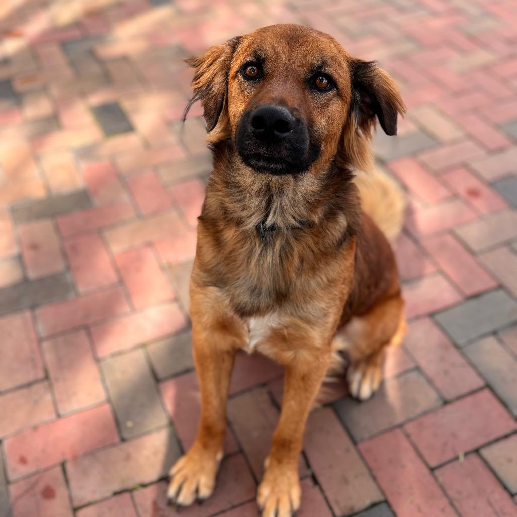 Enlarge Rudy, a Adoptable mixed breed in San Diego, CA image 3/6