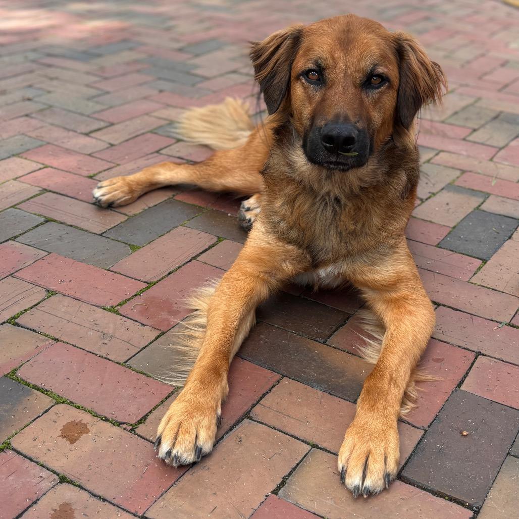 Enlarge Rudy, a Adoptable mixed breed in San Diego, CA image 4/6