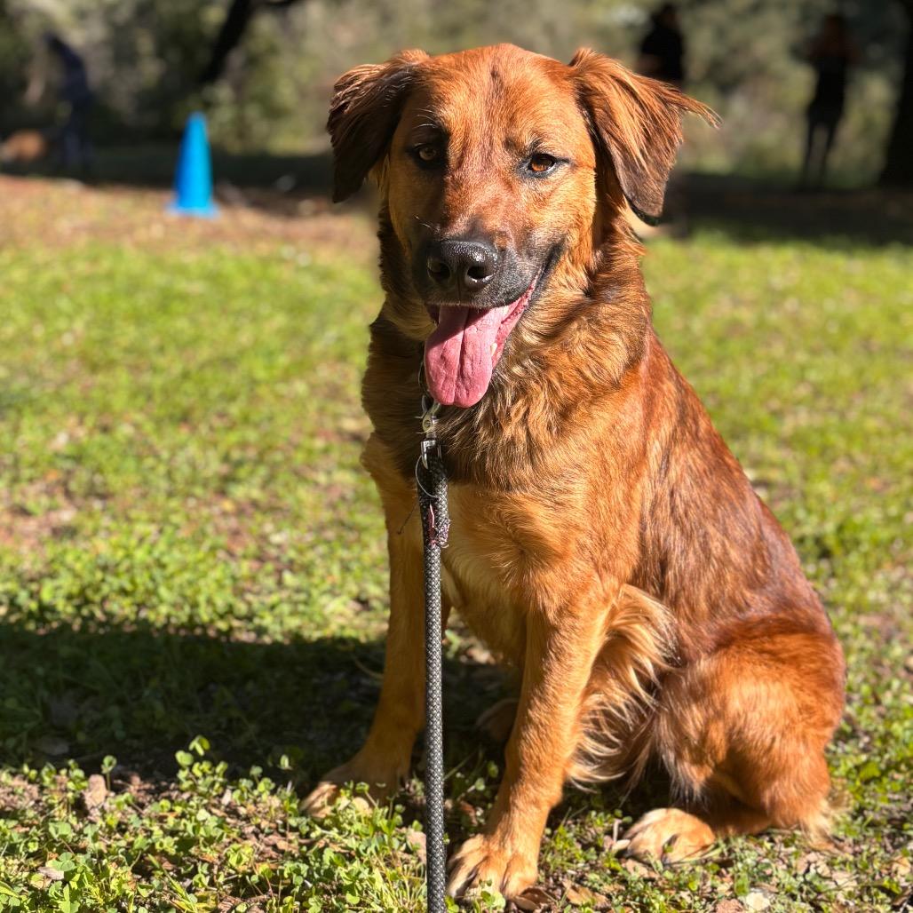 Enlarge Rudy, a Adoptable mixed breed in San Diego, CA image 5/6