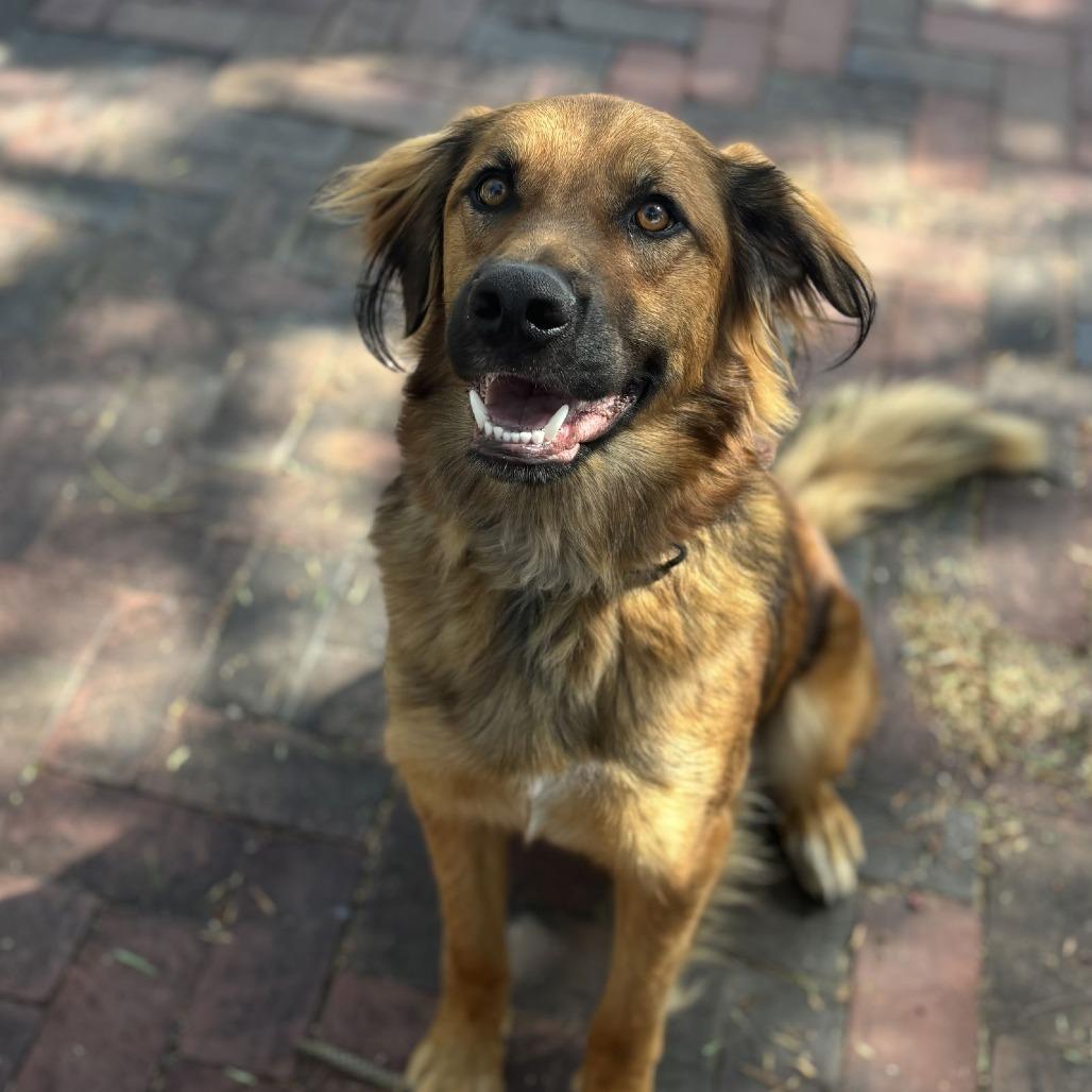 Enlarge Rudy, a Adoptable mixed breed in San Diego, CA image 6/6