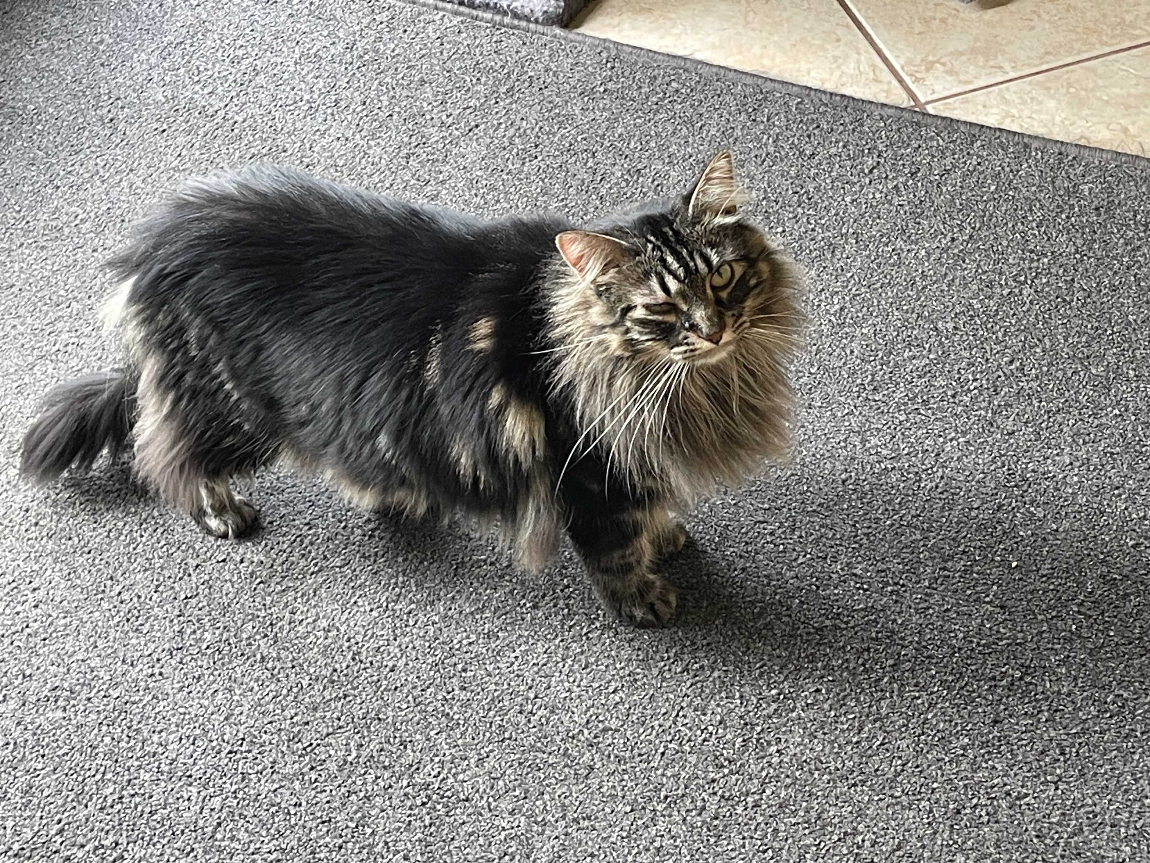 Sasha, Adopted, Adult Female Norwegian Forest Cat.