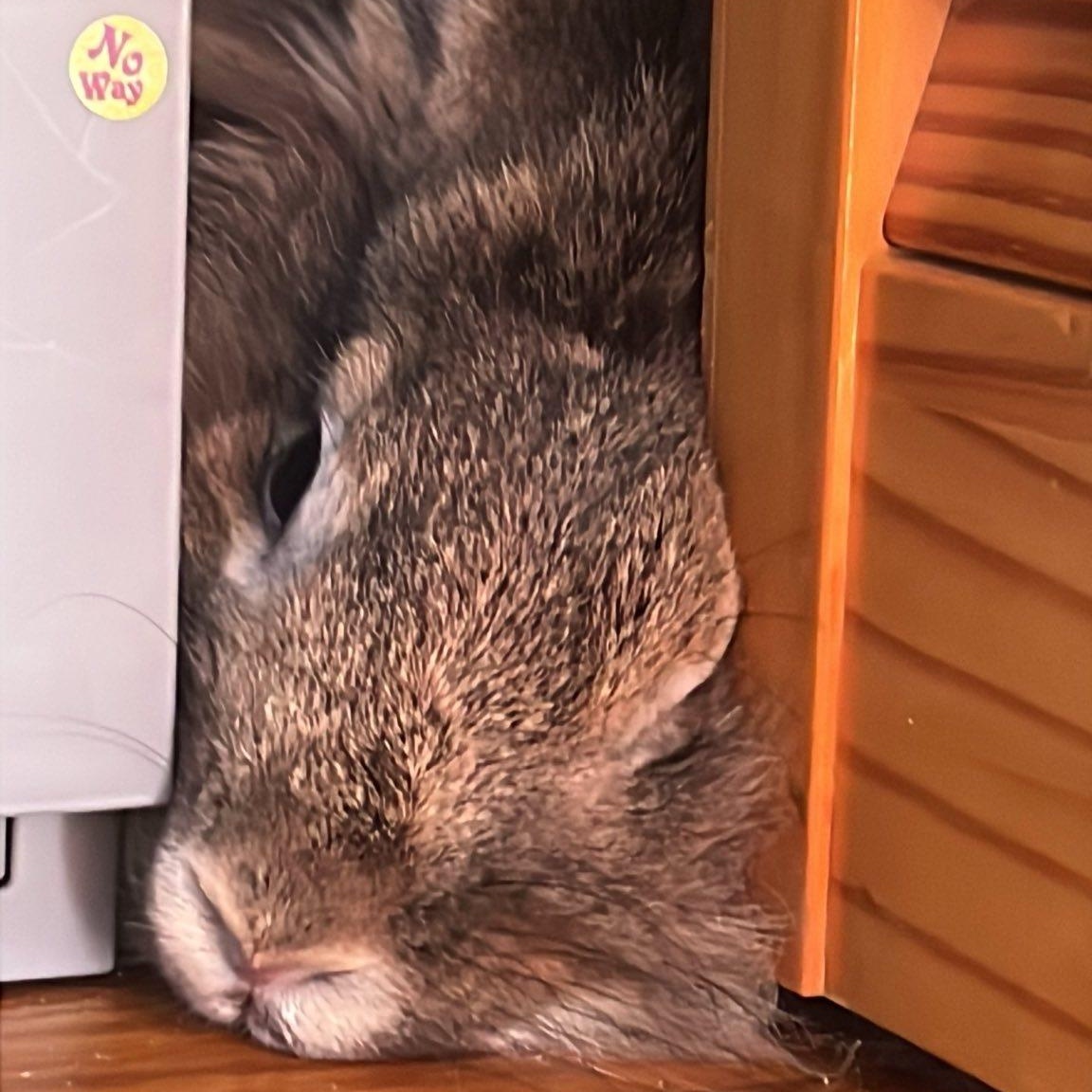 Bobbie Brown, a Adoptable Lionhead image 3/3