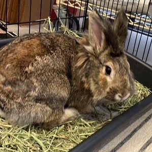 Bobbie Brown, a Adoptable Lionhead image 2/3