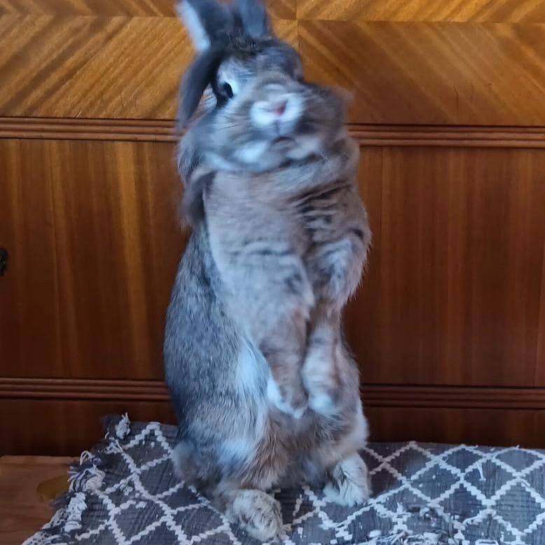 Bobbie Brown, a Adoptable Lionhead image 1/3