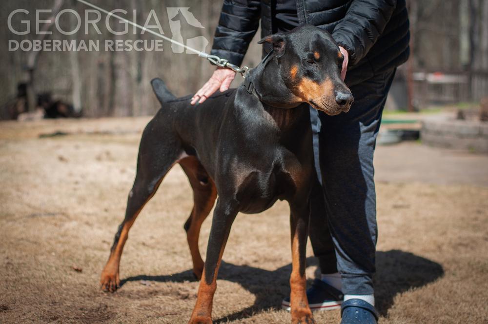 Zeus, Adoptable, Adult Male Doberman Pinscher.