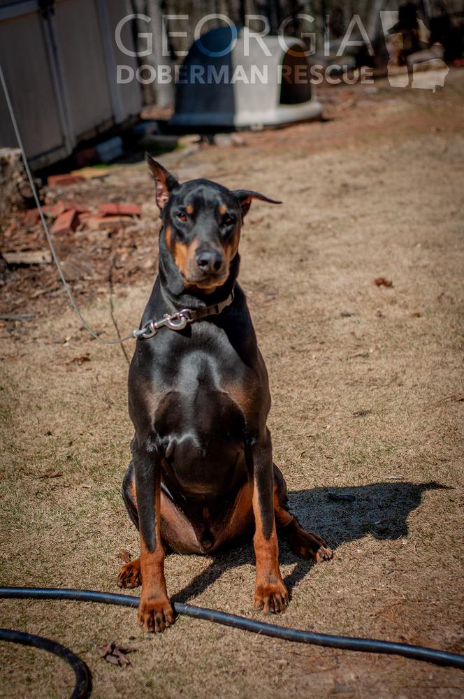 Enlarge Zeus, a Adoptable Doberman Pinscher in Douglasville, GA image 2/4