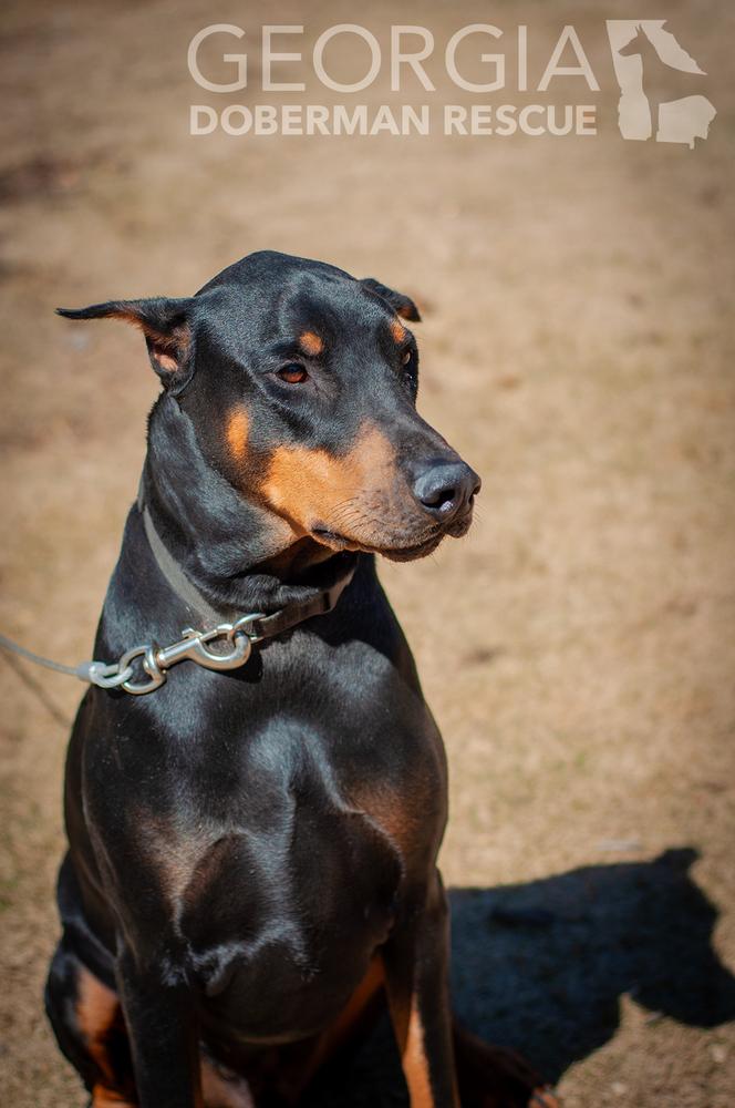 Enlarge Zeus, a Adoptable Doberman Pinscher in Douglasville, GA image 3/4
