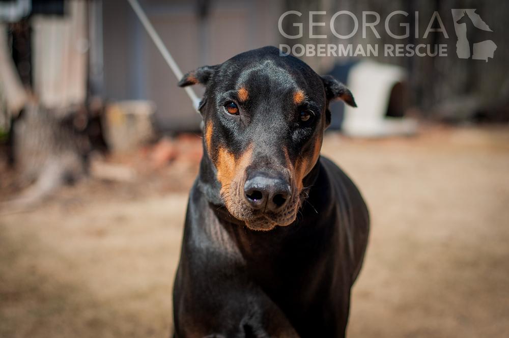 Enlarge Zeus, a Adoptable Doberman Pinscher in Douglasville, GA image 4/4