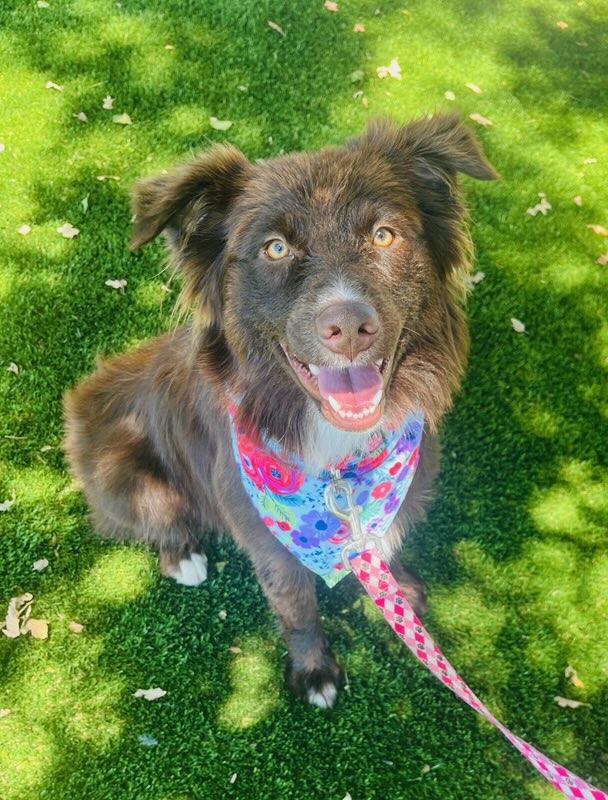 Sylvia, an adopted mixed breed in Colusa, CA image 1/5