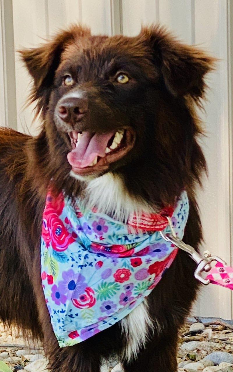Sylvia, an adopted mixed breed in Colusa, CA image 2/5