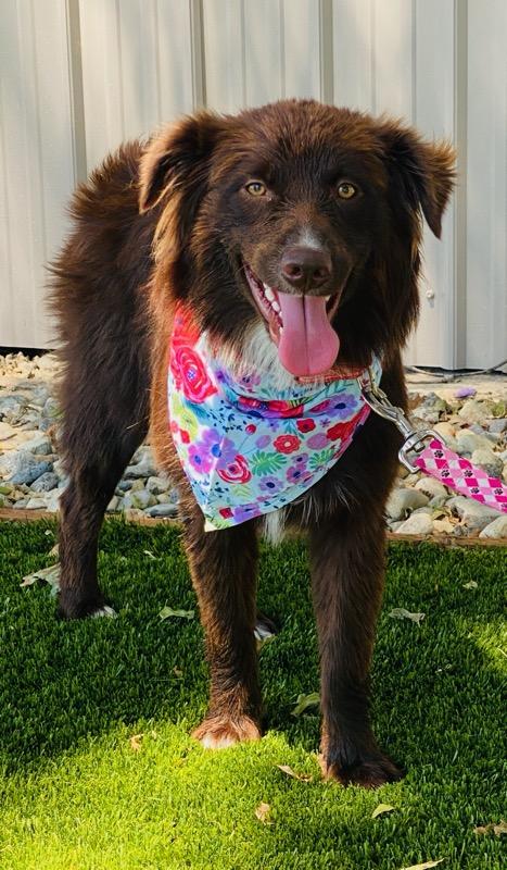 Sylvia, an adopted mixed breed in Colusa, CA image 5/5