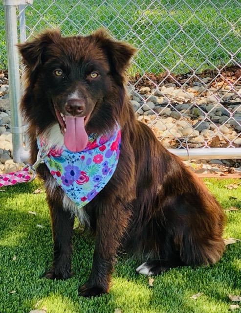 Sylvia, an adopted mixed breed in Colusa, CA image 4/5