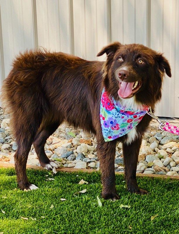 Sylvia, an adopted mixed breed in Colusa, CA image 3/5