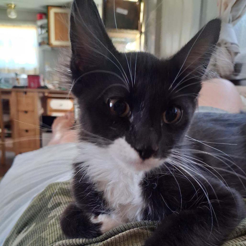 Boca, Adoptable, Kitten Male Domestic Short Hair.