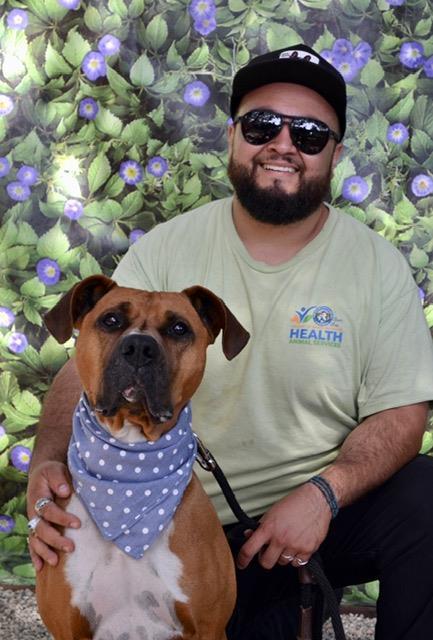 CLARENCE, Adoptable, Young Male Boxer.