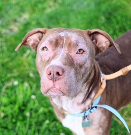 Tanya, a ADOPTABLE Mixed Breed in Hamilton, OH image 2/2