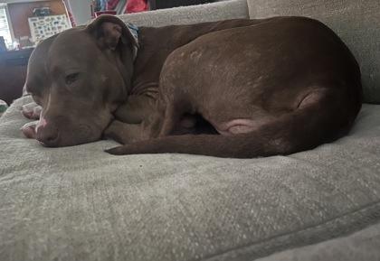 Tanya- In Foster Home, a ADOPTABLE Mixed Breed in Hamilton, OH image 3/3