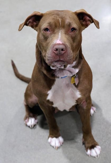 Tanya- In Foster Home, ADOPTABLE, Adult Female Mixed Breed.