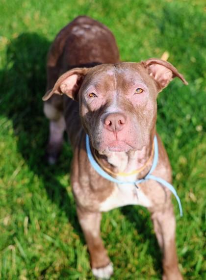 Tanya, ADOPTABLE, Adult Female Mixed Breed.