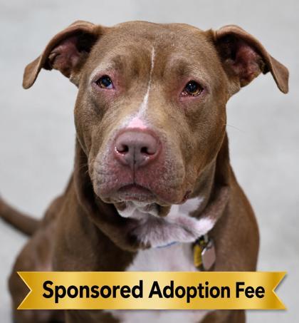 Tanya- In Foster Home, a ADOPTABLE Mixed Breed in Hamilton, OH image 2/3