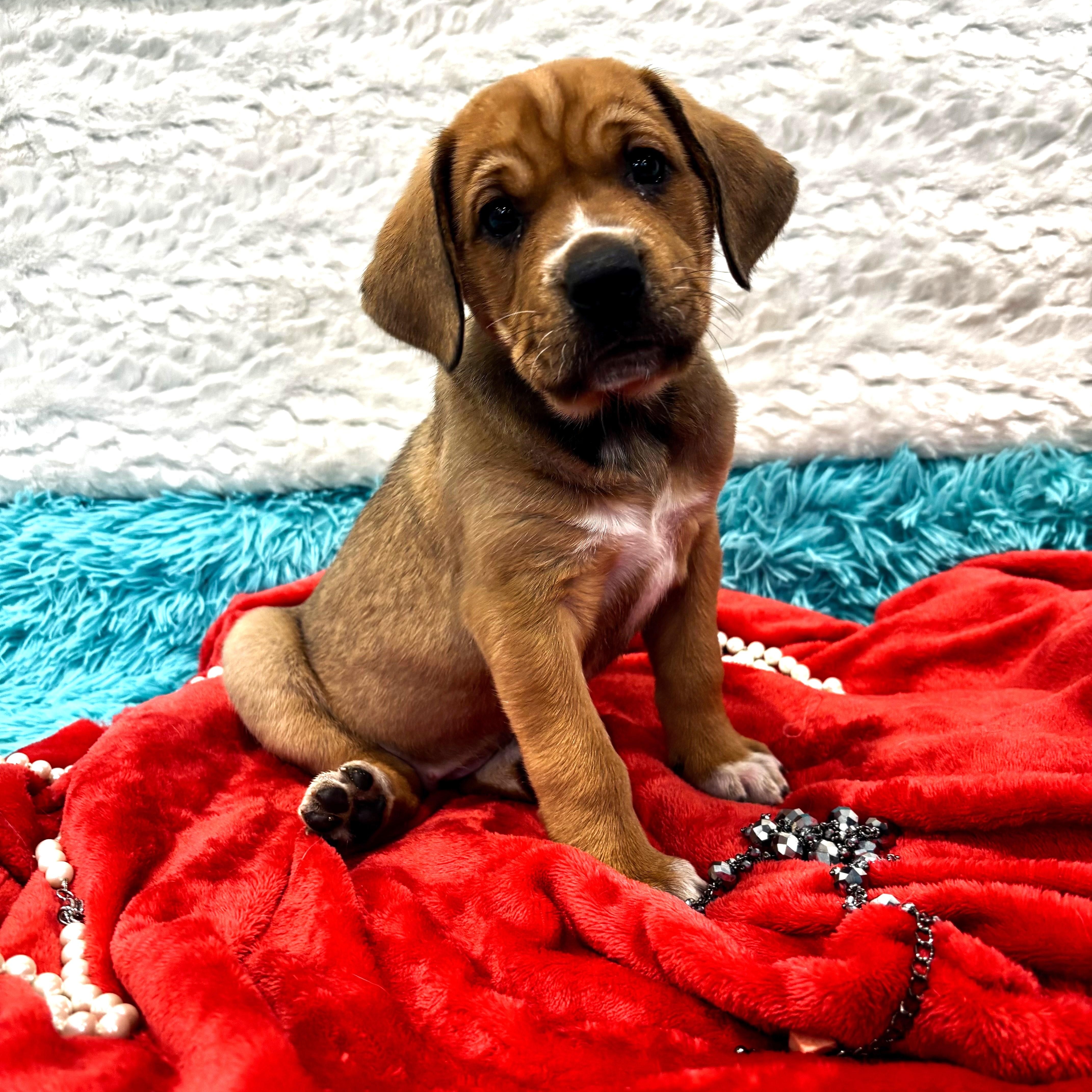 Katherine "Kat" Howard , Adoptable, Puppy Female Mixed Breed.