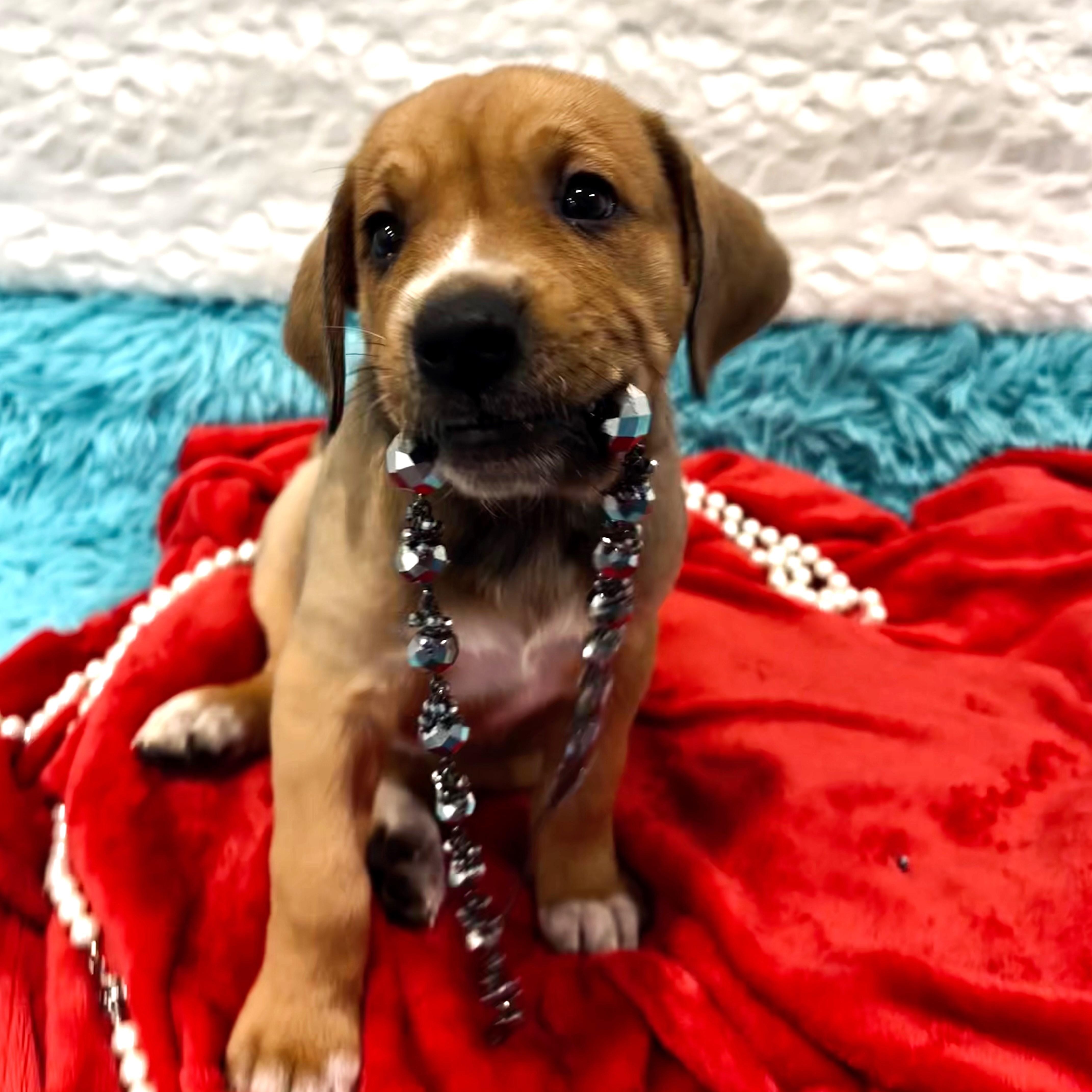 Katherine "Kat" Howard , a Adoptable Mixed Breed in Canal Winchester, OH image 2/2