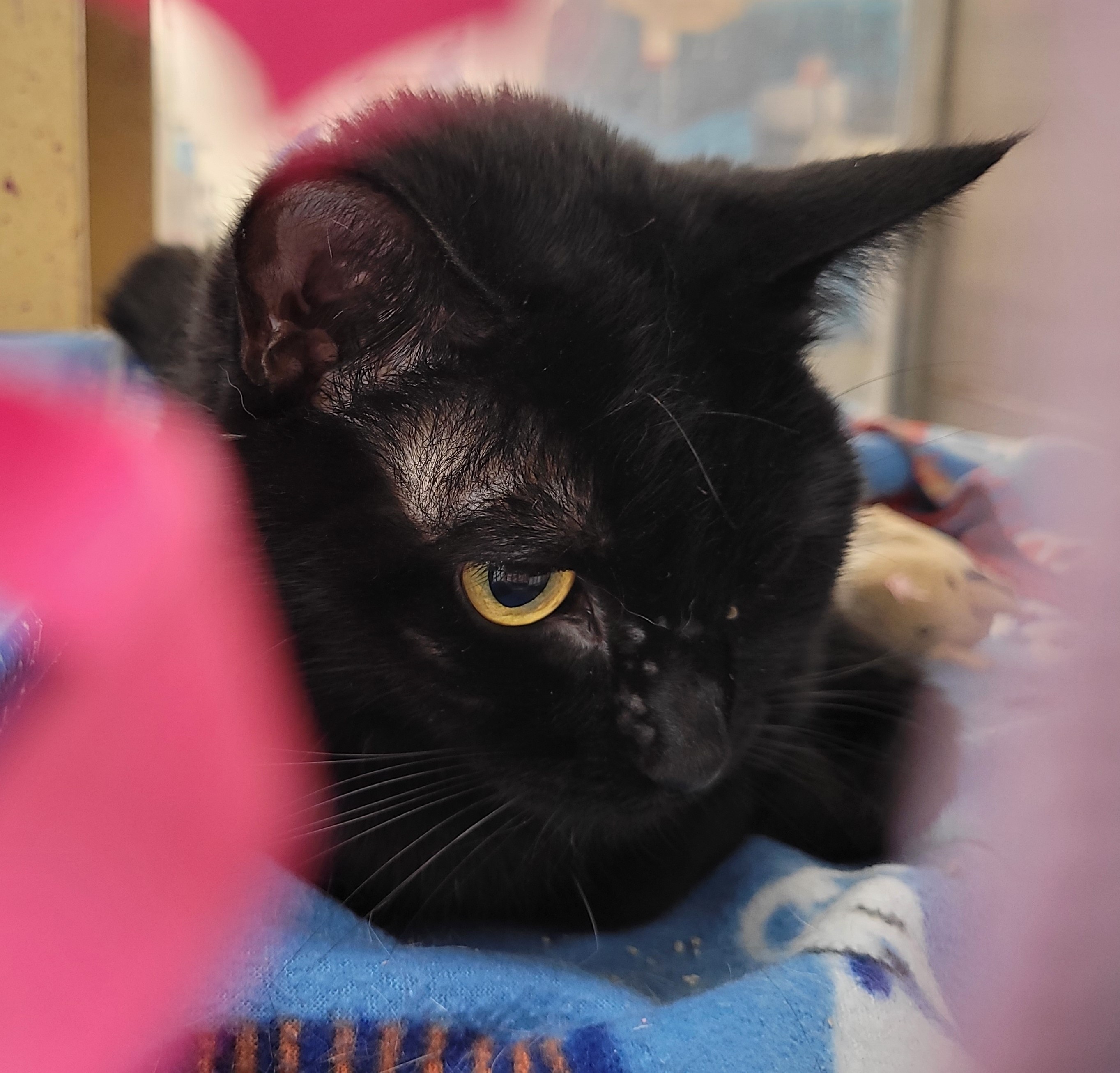 Enlarge Raven, a Adoptable Domestic Short Hair in Millville, UT image 1/1