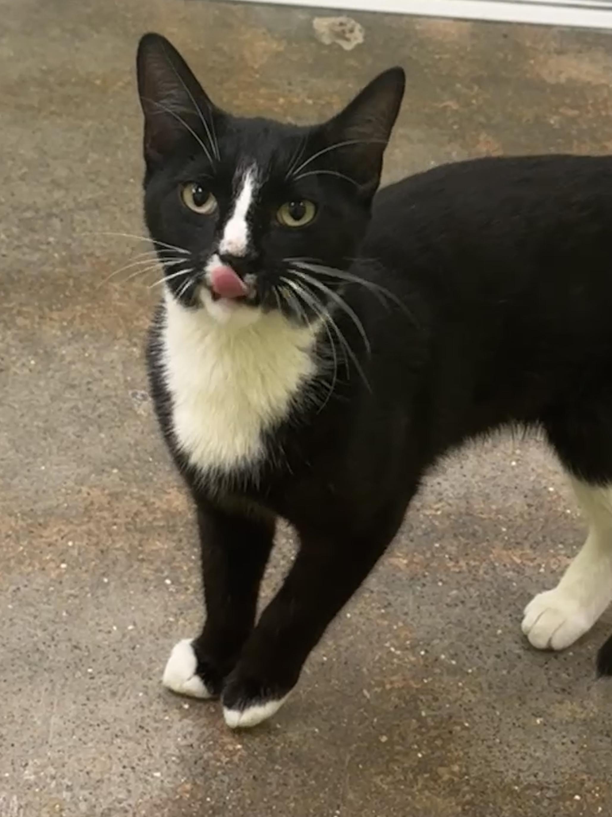 Enlarge Chaps (fond of friendly laps), an adopted mixed breed in Houston, TX image 3/6