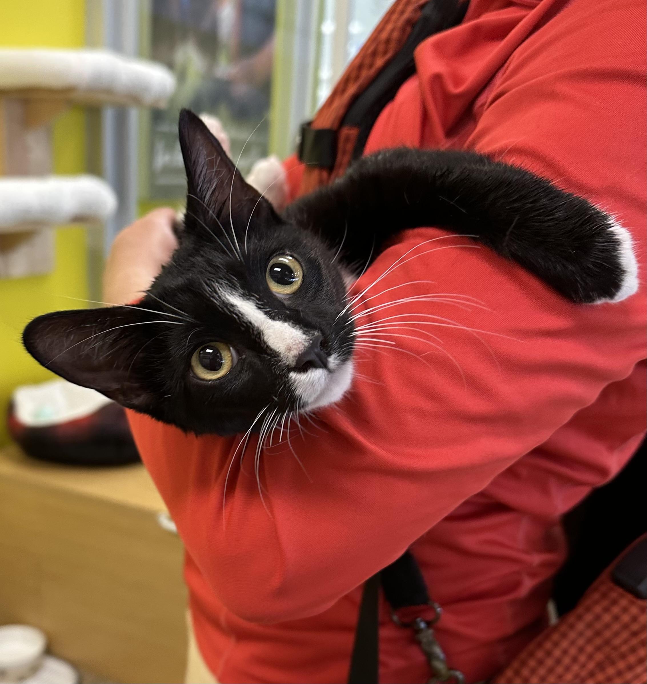 Enlarge Chaps (fond of friendly laps), an adopted mixed breed in Houston, TX image 4/6