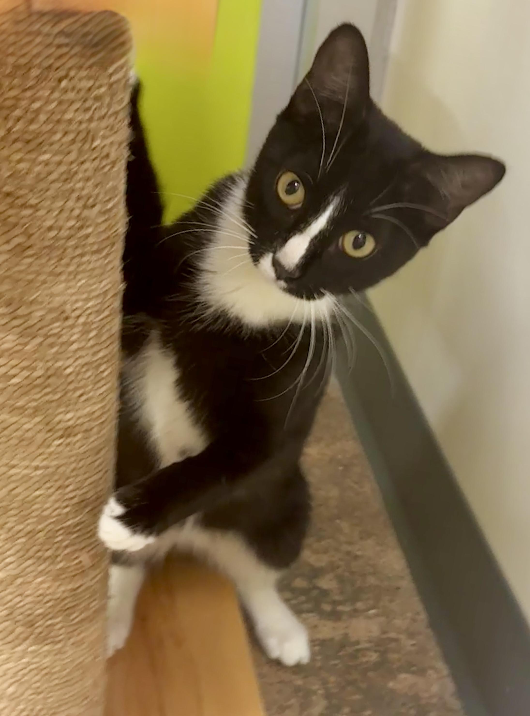 Enlarge Chaps (fond of friendly laps), an adopted mixed breed in Houston, TX image 2/6