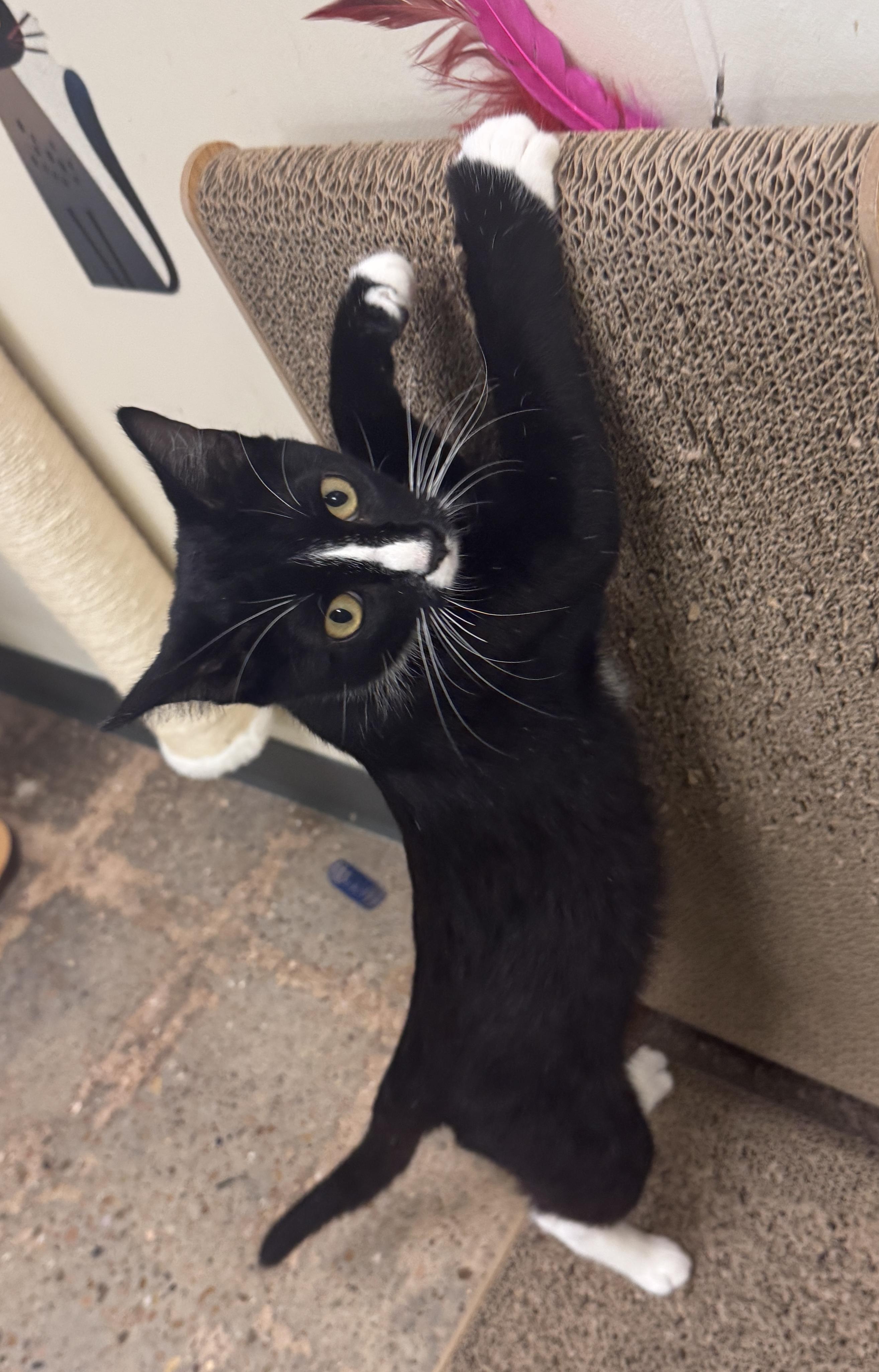 Chaps (fond of friendly laps), adopted, Kitten Male Domestic Short Hair & Tuxedo.