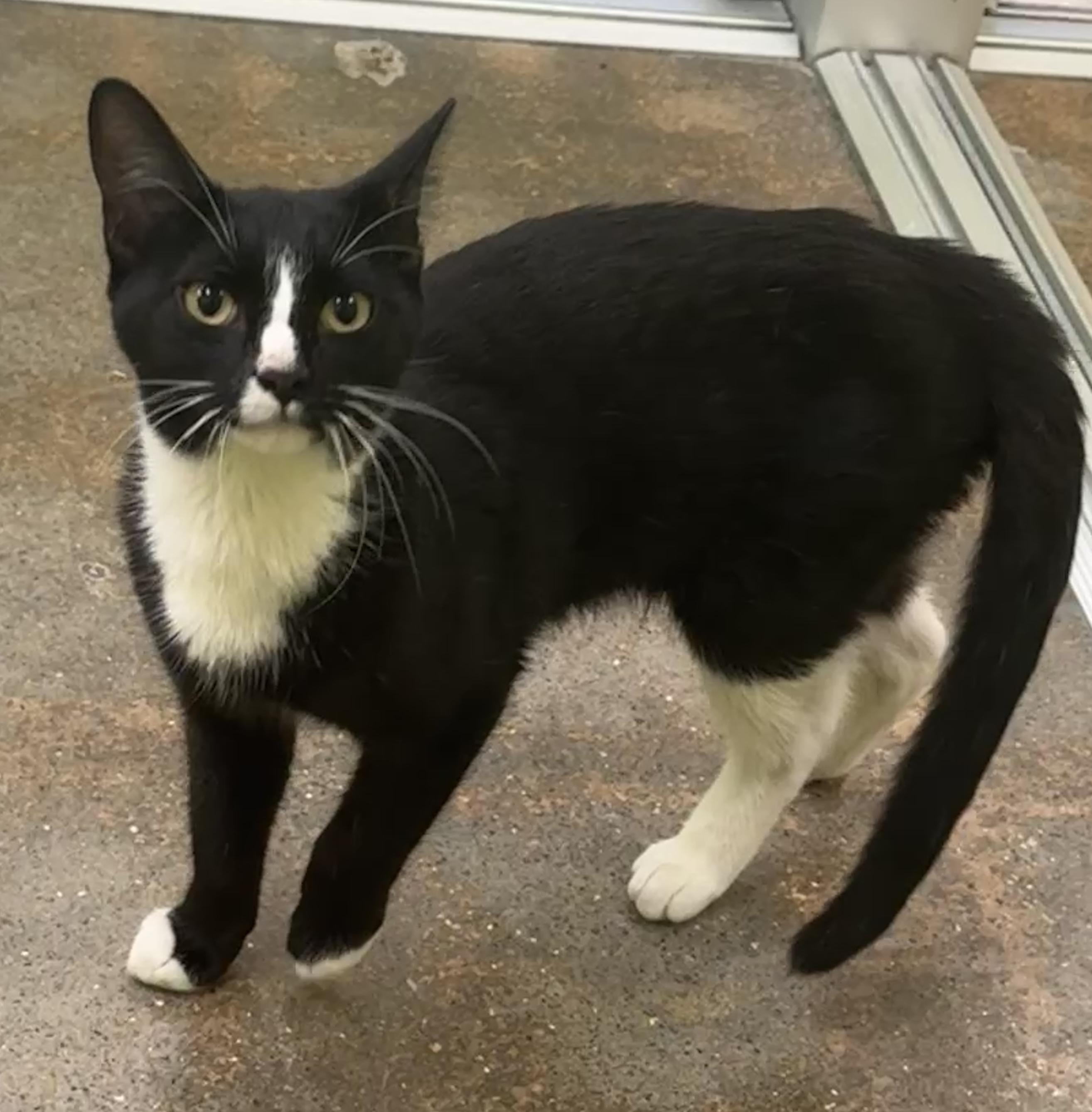 Enlarge Chaps (fond of friendly laps), an adopted mixed breed in Houston, TX image 5/6