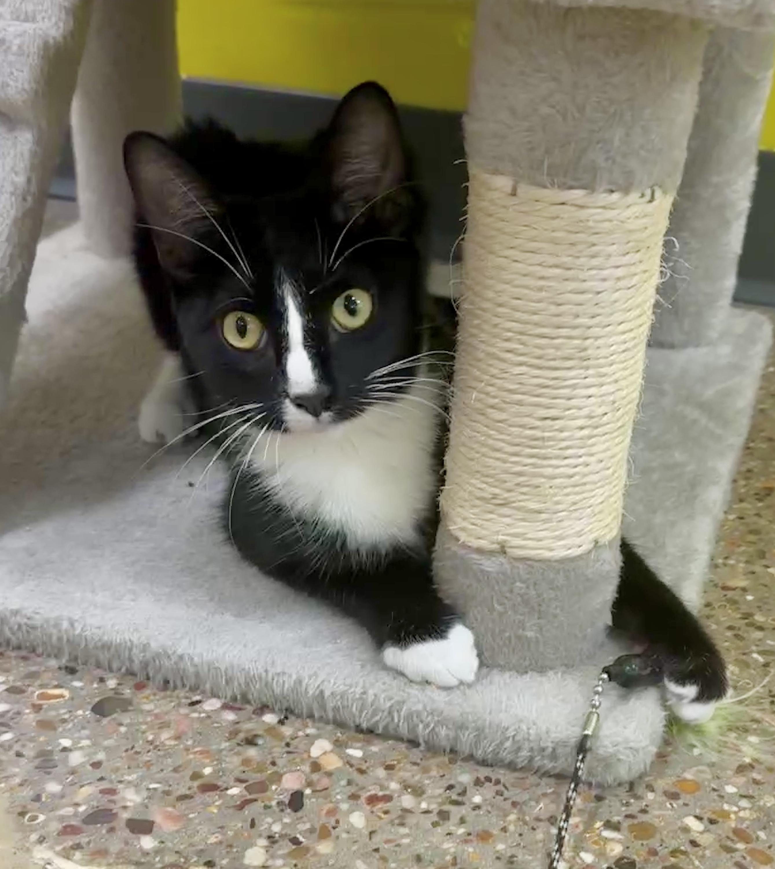 Enlarge Chaps (fond of friendly laps), an adopted mixed breed in Houston, TX image 6/6