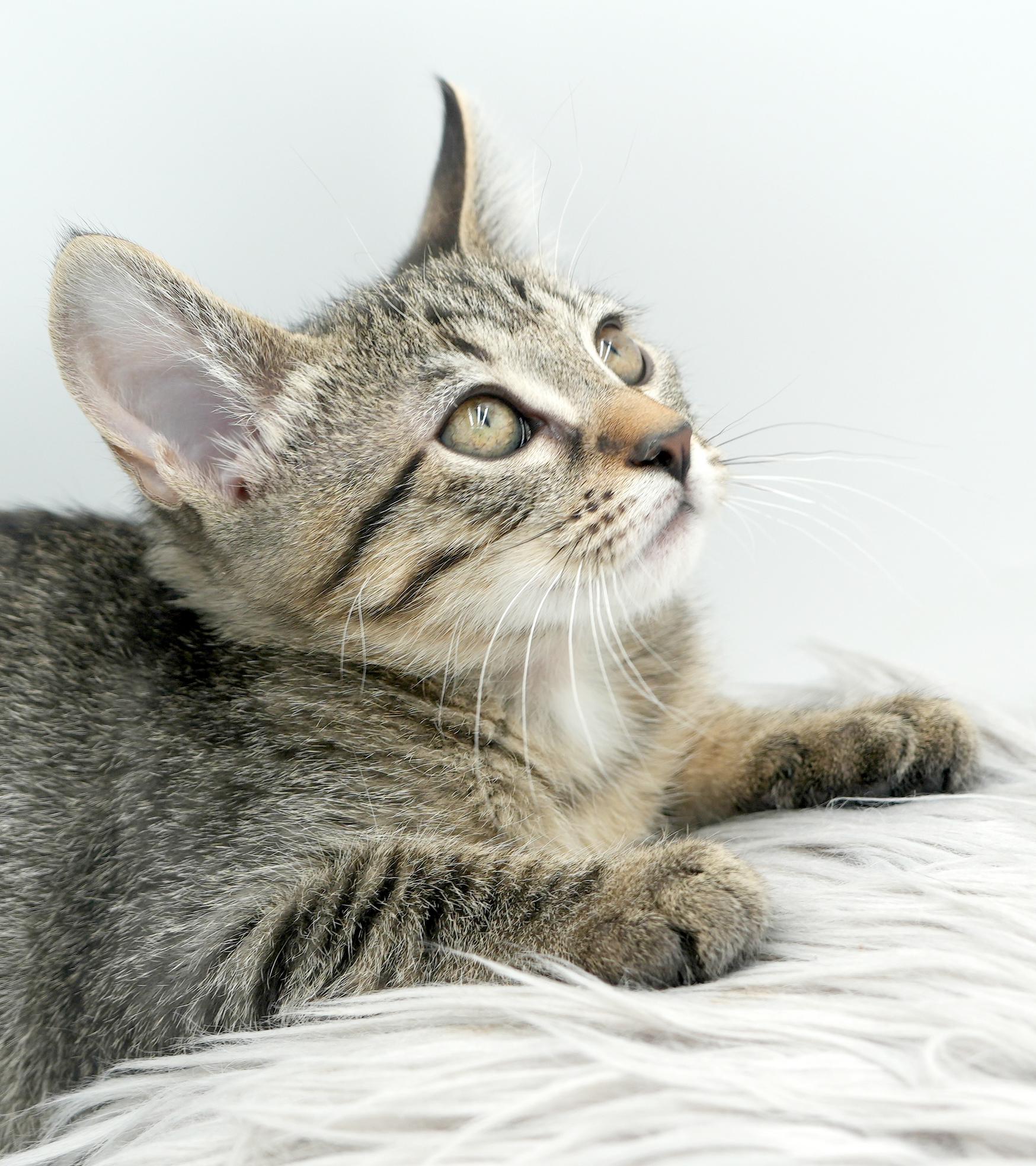 Zander will rock your world!  Super tiny cutie!