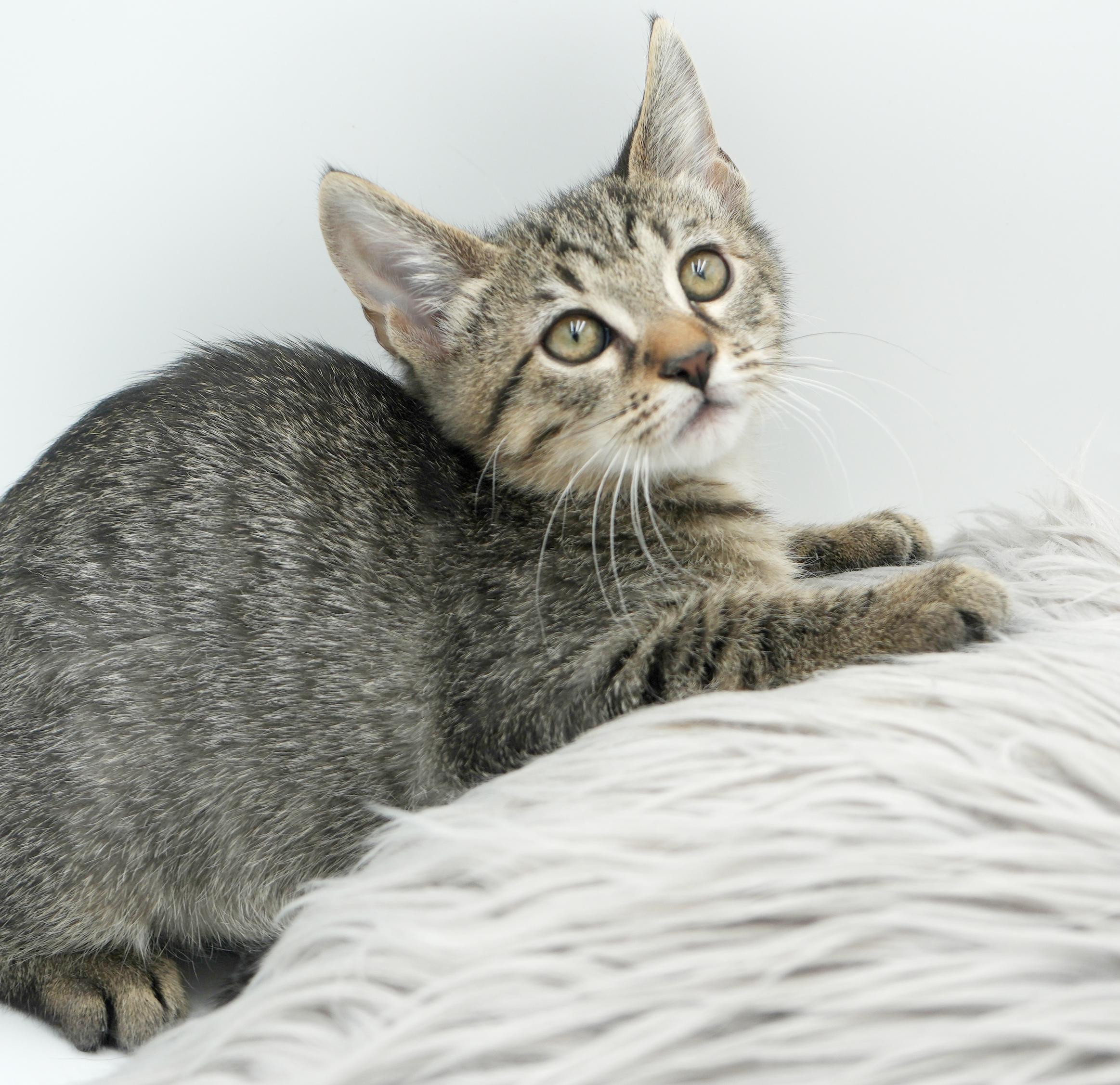 Zander will rock your world!  Super tiny cutie!