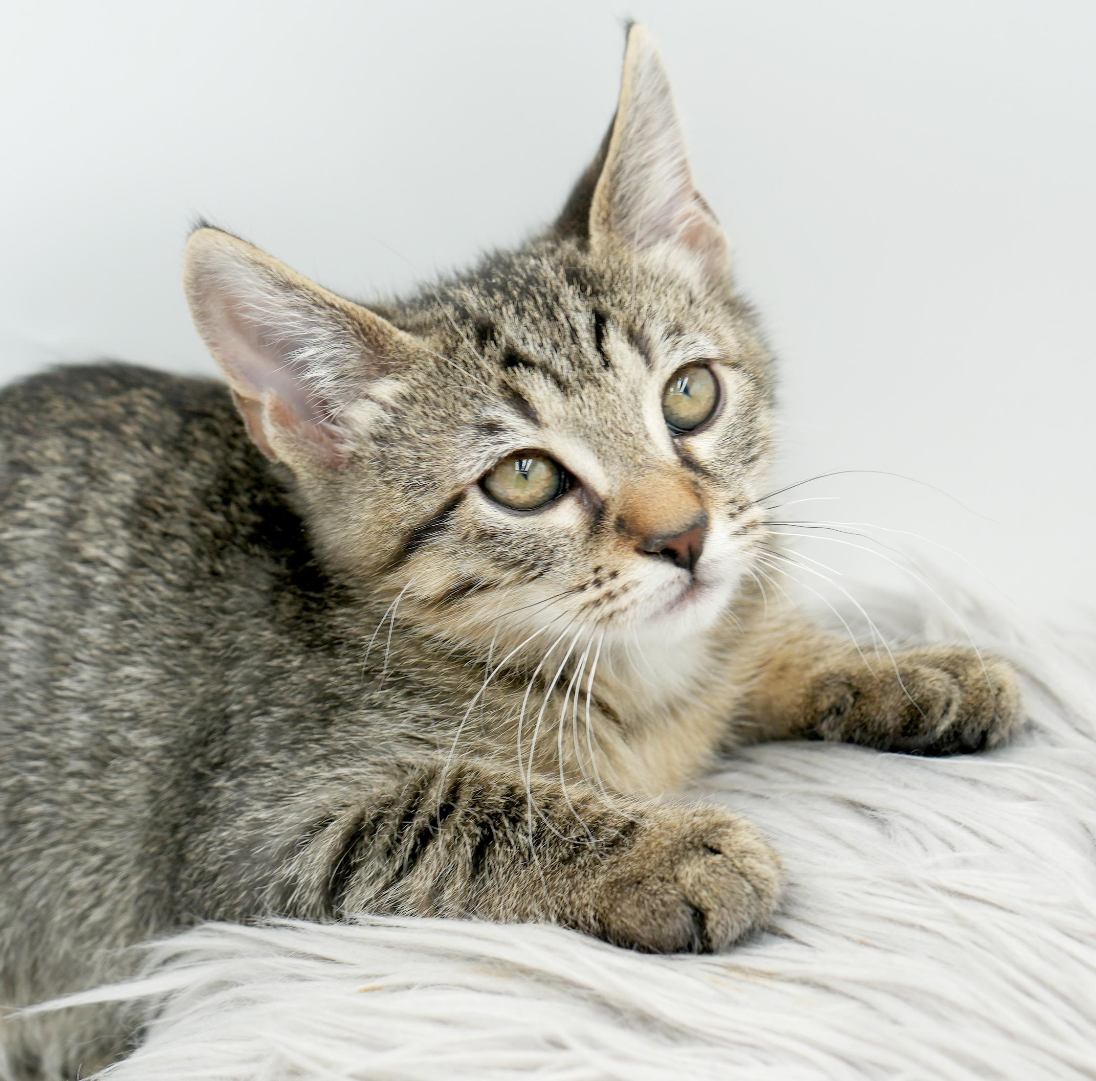 Zander will rock your world!  Super tiny cutie!