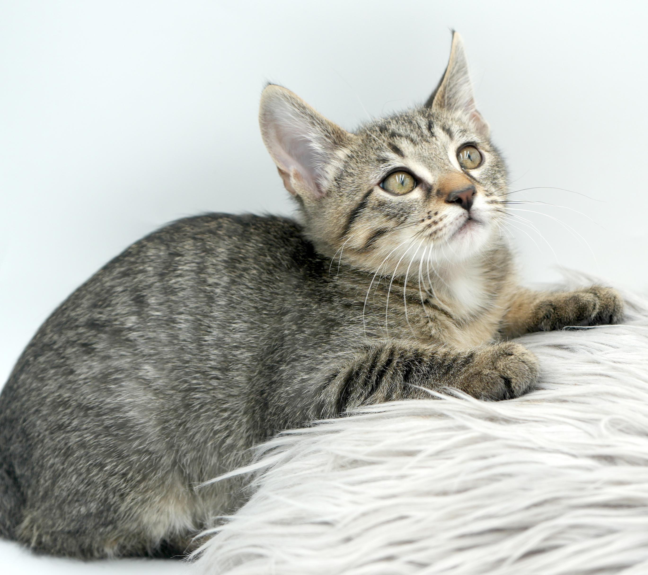 Zander will rock your world!  Super tiny cutie!