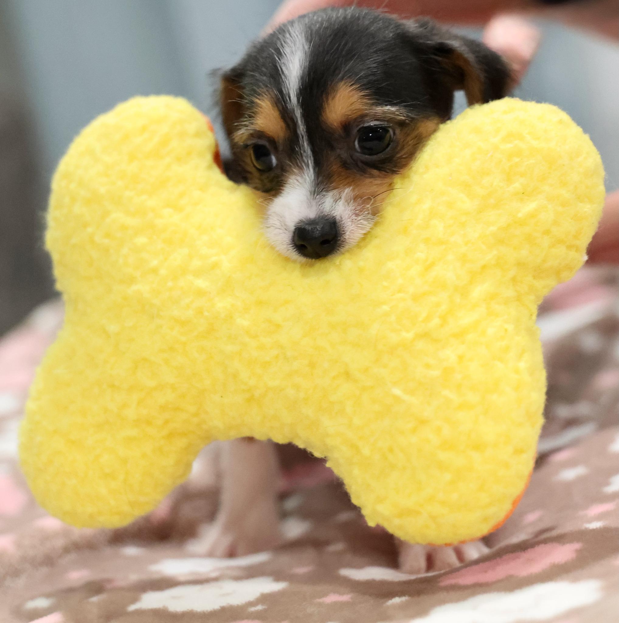 Caldera, an adoptable mixed breed in Palatine, IL image 5/5