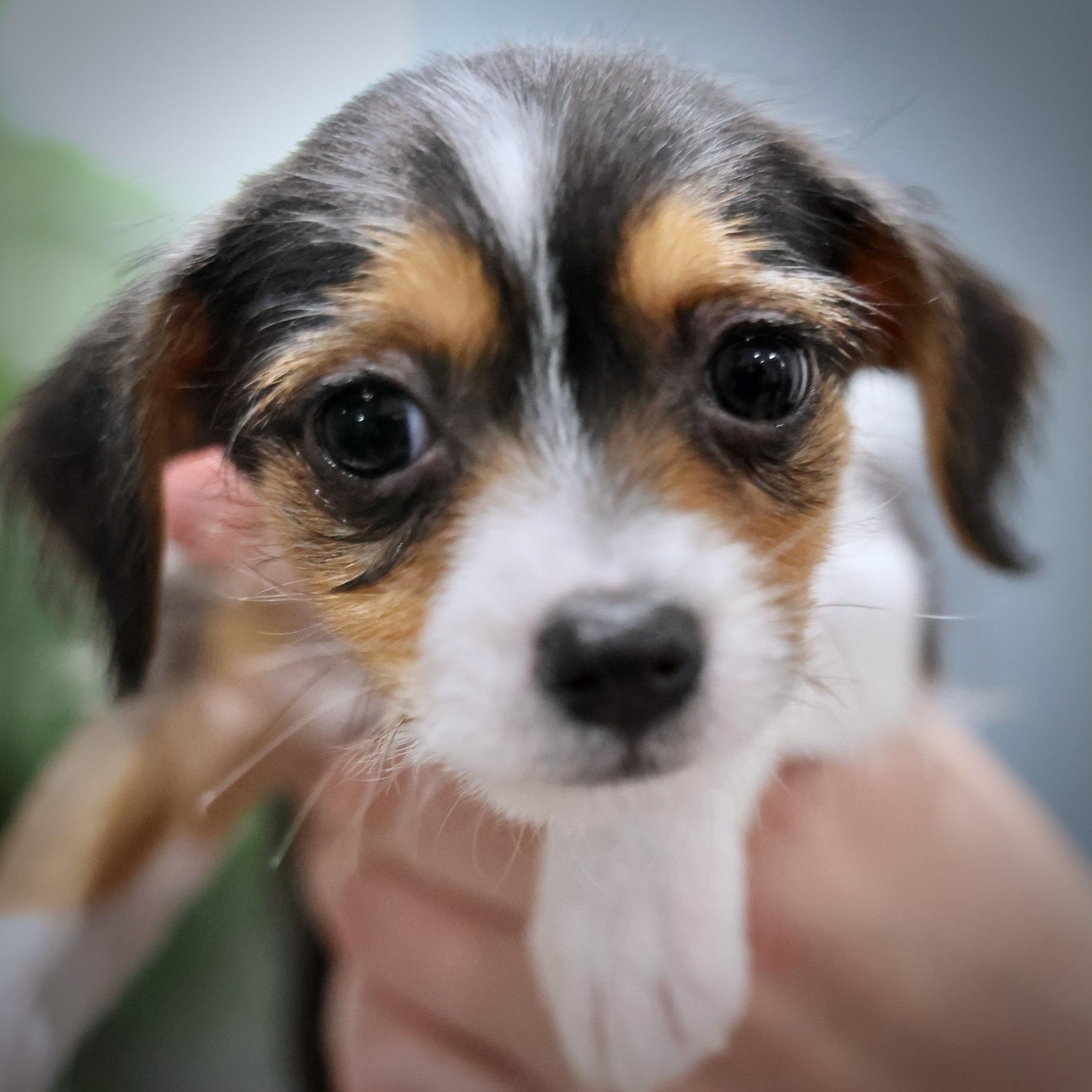 Caldera, an adoptable mixed breed in Palatine, IL image 1/5