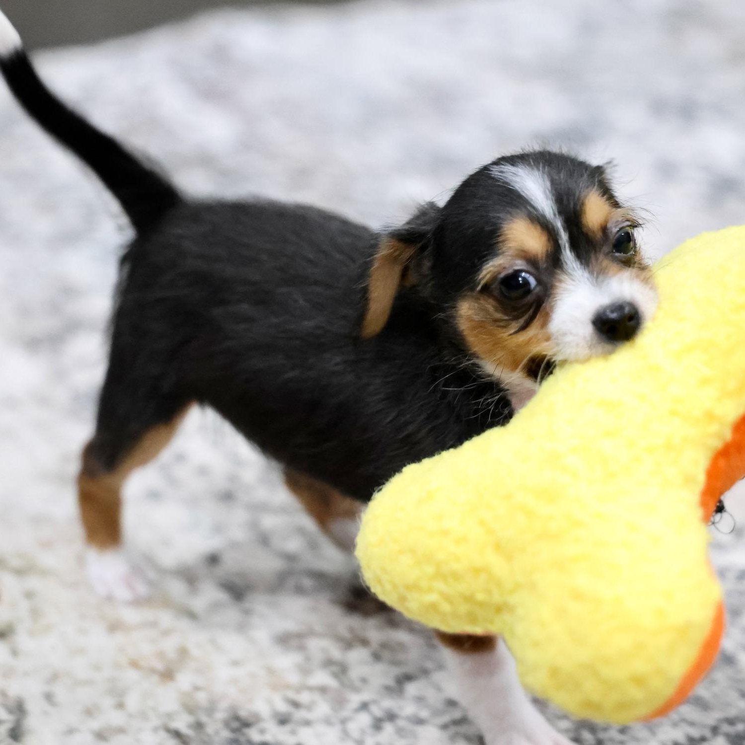 Caldera, an adoptable mixed breed in Palatine, IL image 3/5